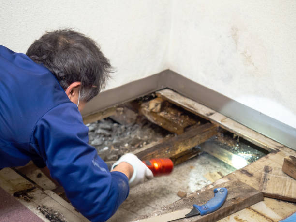 Best Residential Mold Remediation in Lawton, OK
