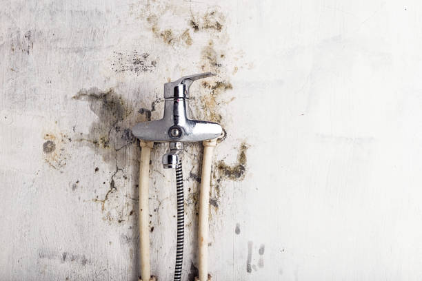 Best Black Mold Remediation in Lawton, OK