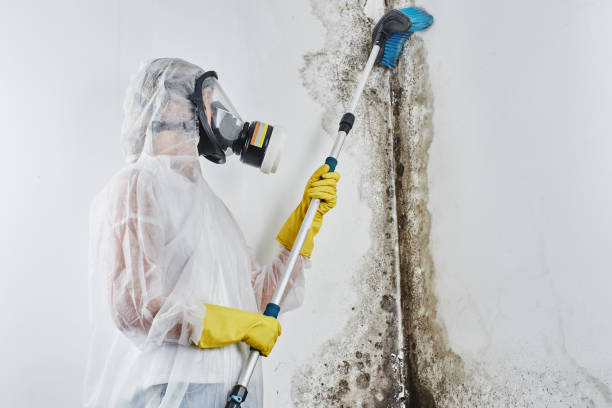 Best Residential Mold Remediation in Lawton, OK