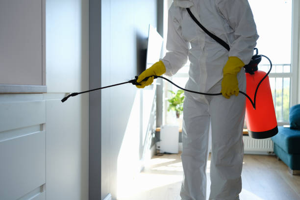 Best Kitchen Mold Remediation in Lawton, OK