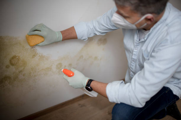 Best Health and Safety Mold Remediation in Lawton, OK