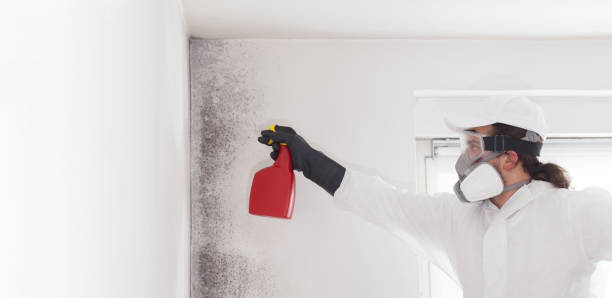 Best Residential Mold Remediation in Lawton, OK