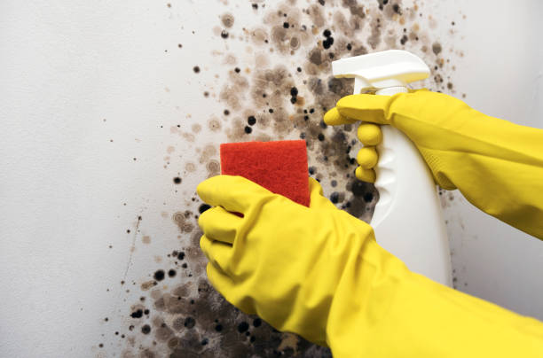Best White Mold Remediation in Lawton, OK