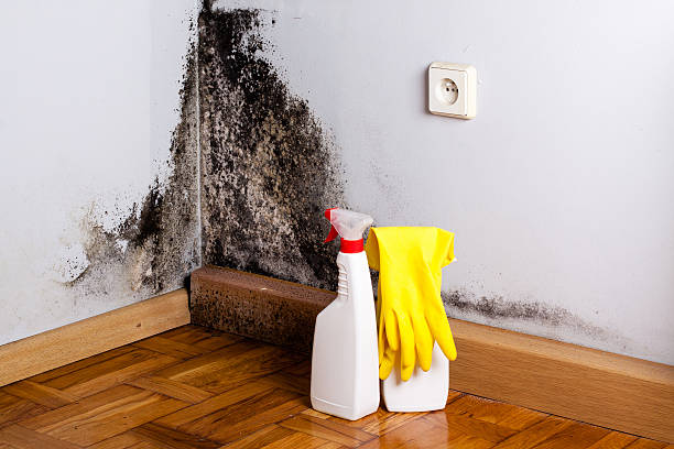 Best Mold Remediation for Specific Building Types in Lawton, OK